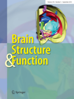 Brain Structure and Function