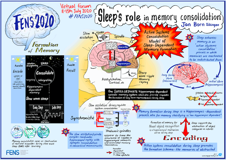 Sleep's role in memory consolidation